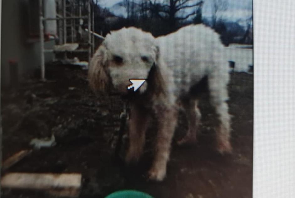 Alerte Découverte Chien croisement  Inconnu Saint-Martin-d'Uriage France