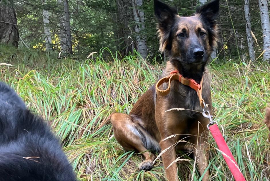 Alerte Disparition Chien croisement  Femelle , 3 ans Châteauroux-les-Alpes France