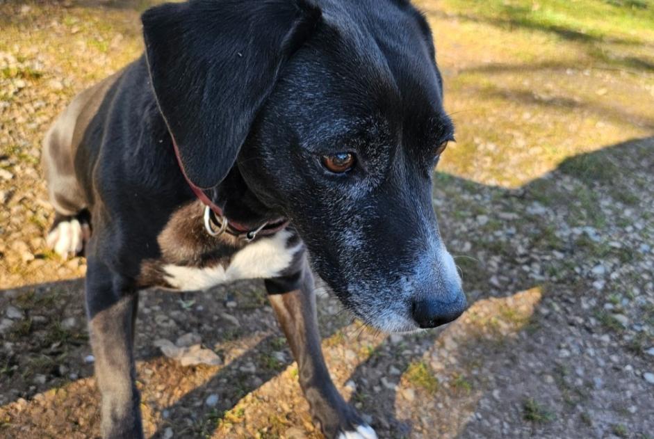 Alerte Découverte Chien croisement  Femelle Lauzès France