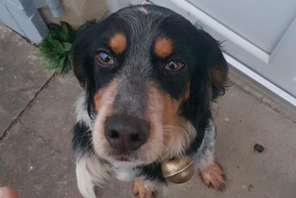 Alerte Découverte Chien croisement  Femelle Saint-Georges-Antignac France