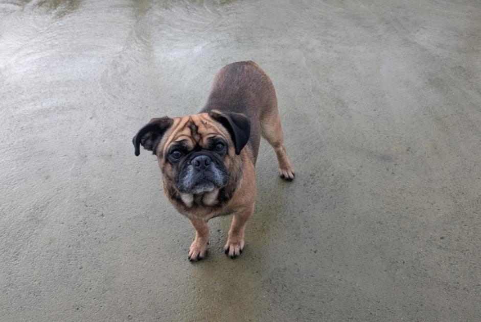 Alerte Découverte Chien croisement  Mâle Vitré France