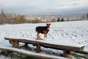 Alerte Disparition Chien croisement  Femelle , 2 ans Houdemont France