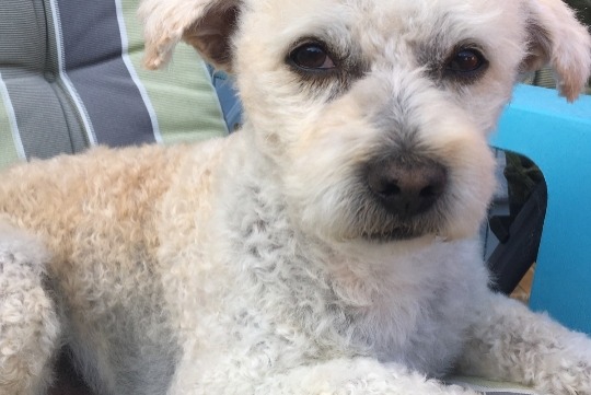 Alerte Disparition Chien croisement  Mâle , 15 ans Marcilly-sur-Eure France