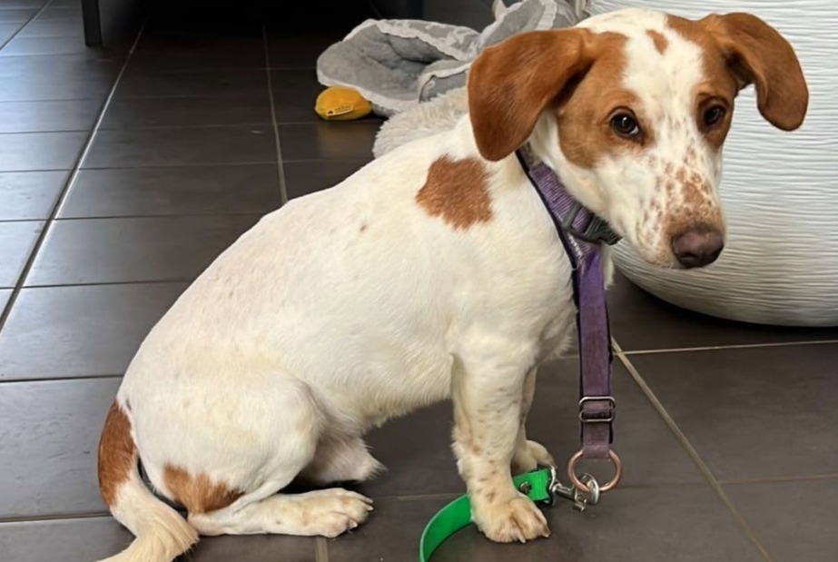 Alerte Découverte Chien croisement  Mâle Servon France