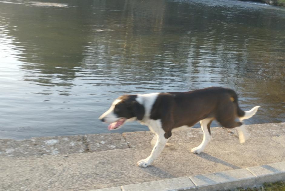 Alerte Découverte Chien croisement  Inconnu Magny-Vernois France