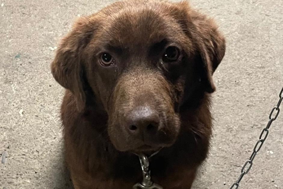 Alerte Découverte Chien croisement  Mâle Roques France