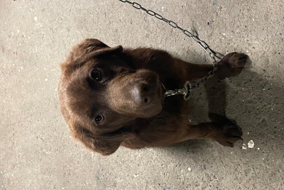 Alerte Découverte Chien croisement  Mâle Roques France