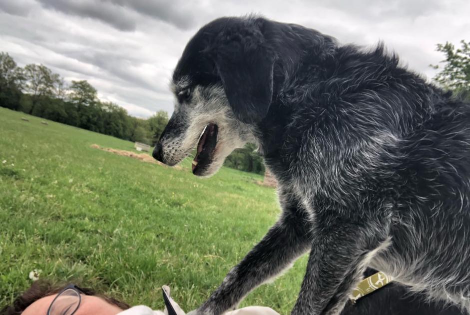 Alerte Disparition Chien croisement  Femelle , 11 ans Saint-Georges-de-Didonne France