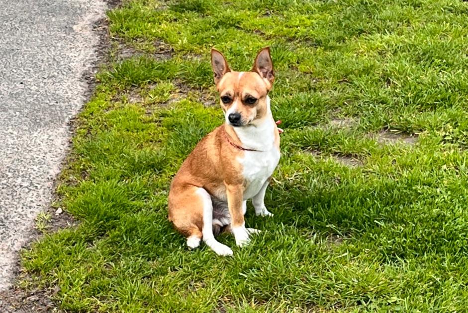 Alerte Disparition Chien croisement  Mâle , 6 ans Savigny-sur-Orge France