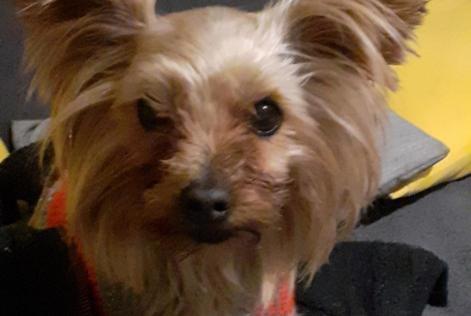 Avviso scomparsa Cane  Femmina , 8 anni Villefranche-de-Lauragais Francia