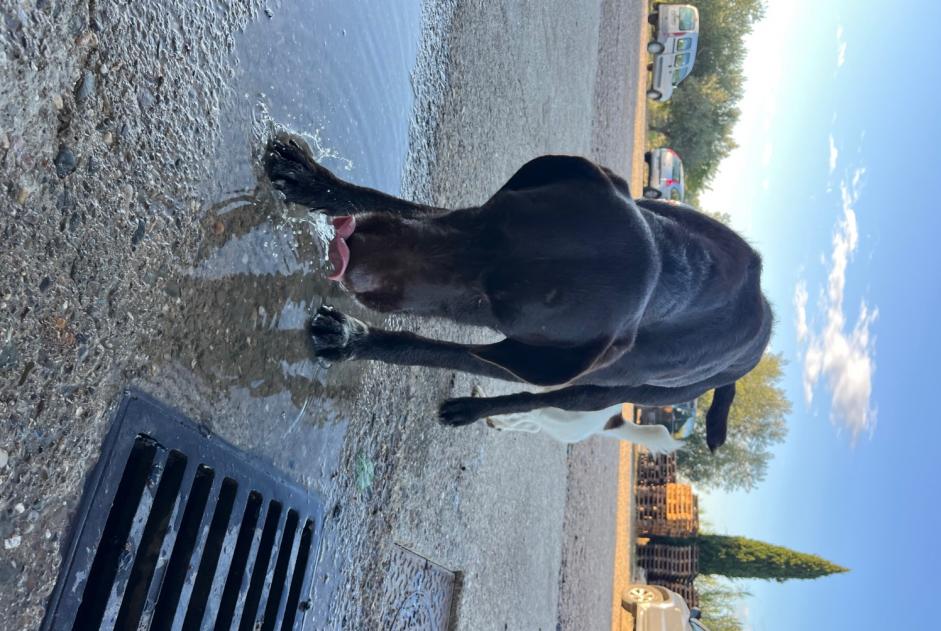 Avviso Ritrovamento Cane Maschio Cabrerolles Francia