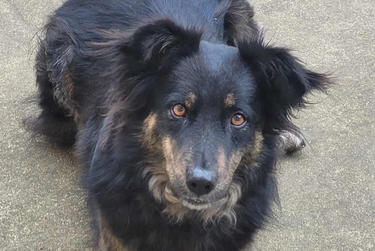 Avviso scomparsa Cane incrocio di razze  Maschio , 3 anni Languidic Francia