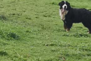 Avviso scomparsa Cane  Femmina , 71 anni Beyssac Francia