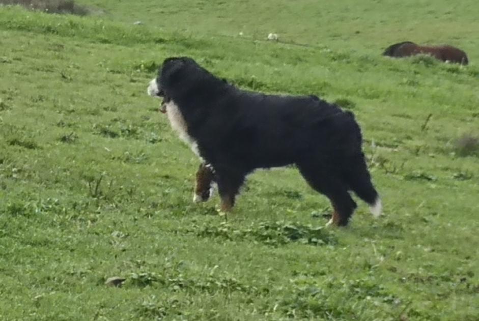 Avviso scomparsa Cane  Femmina , 71 anni Beyssac Francia