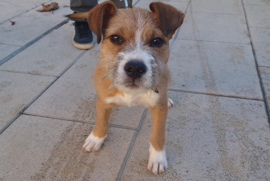 Avviso Ritrovamento Cane incrocio di razze  Maschio Lunel Francia