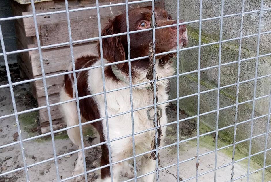 Avviso Ritrovamento Cane  Maschio Montsenelle Francia