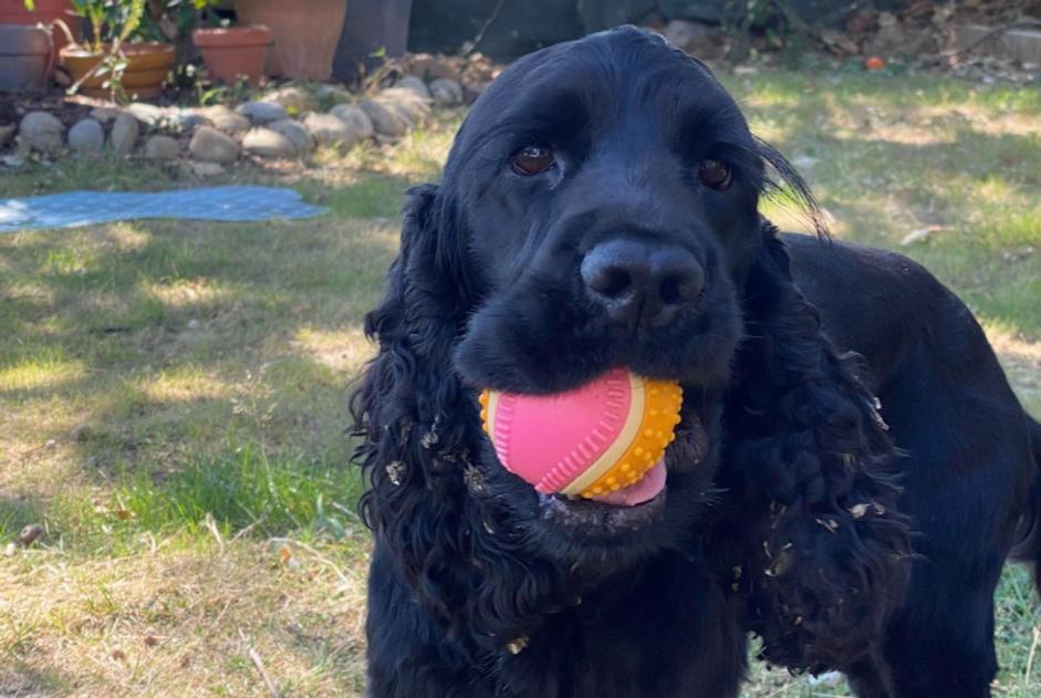 Avviso scomparsa Cane  Maschio , 4 anni Seysses Francia