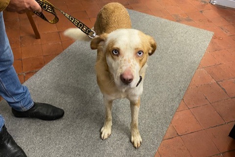 Avviso Ritrovamento Cane incrocio di razze  Maschio Le Coudray-sur-Thelle Francia