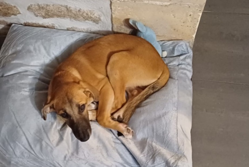 Avviso scomparsa Cane incrocio di razze  Maschio , 1 anni Saint-Georges-de-Didonne Francia