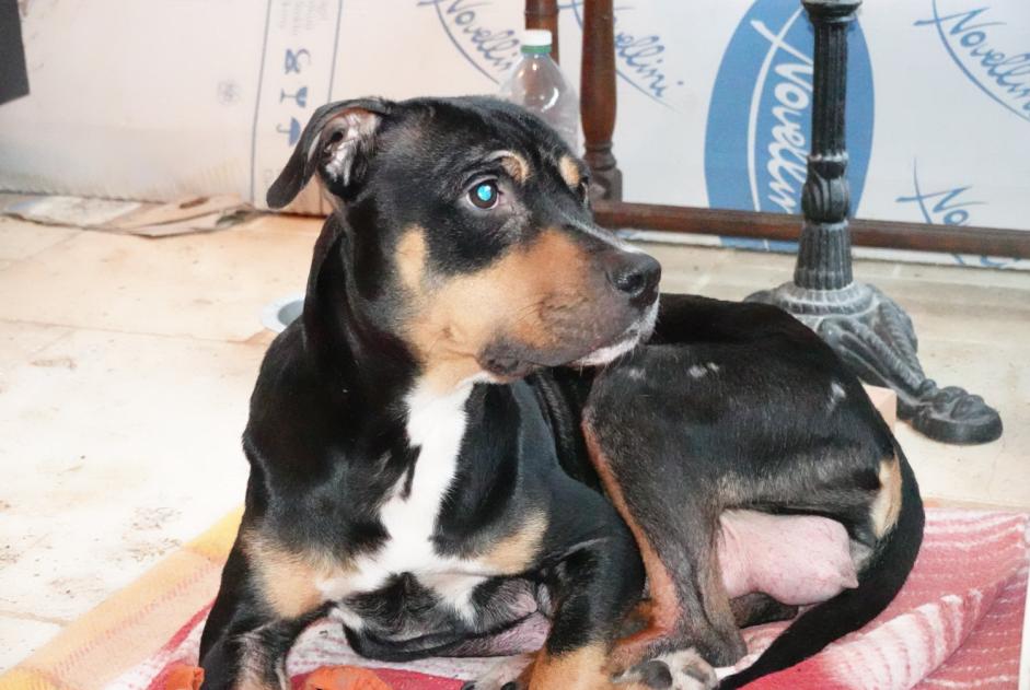 Avviso Ritrovamento Cane incrocio di razze  Femmina , 2 anni Cour-Maugis-sur-Huisne Francia