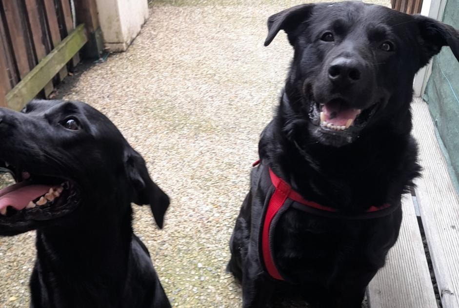 Avviso scomparsa Cane incrocio di razze  Maschio , 9 anni Manneville-la-Raoult Francia