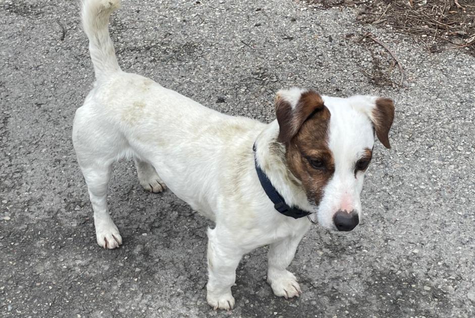 Avviso Ritrovamento Cane  Maschio Entraigues-sur-la-Sorgue Francia