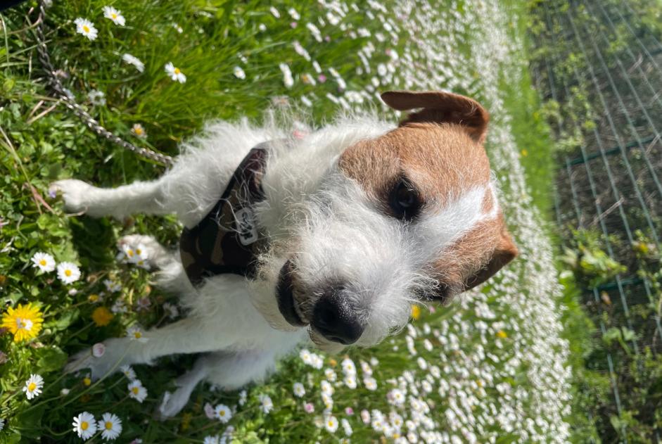 Verdwijningsalarm Hond  Mannetje , 7 jaar Noisiel Frankrijk