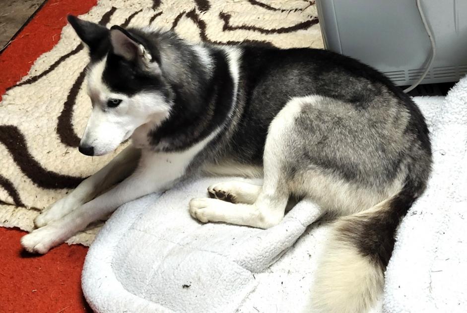 Ontdekkingsalarm Hond  Mannetje Villeneuve-Saint-Georges Frankrijk