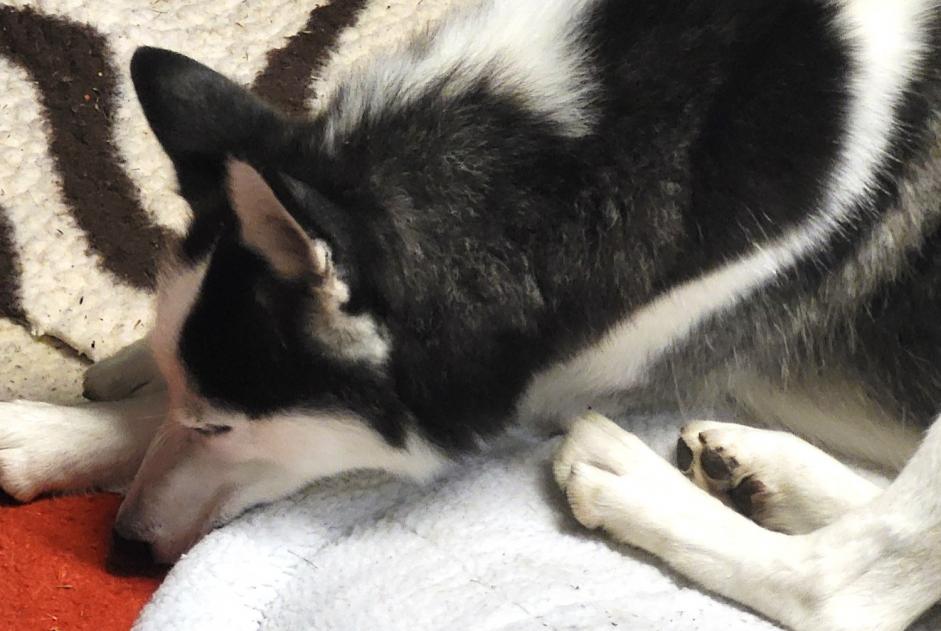 Ontdekkingsalarm Hond  Mannetje Villeneuve-Saint-Georges Frankrijk