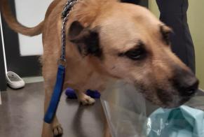 Ontdekkingsalarm Hond rassenvermenging  Mannetje Montpellier Frankrijk