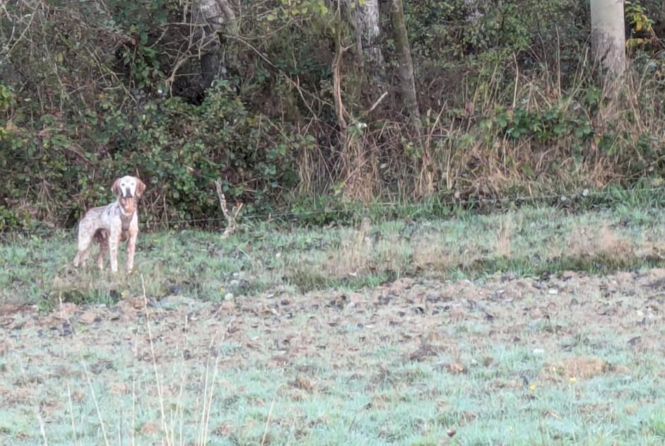 Ontdekkingsalarm Hond Onbekend Panzoult Frankrijk