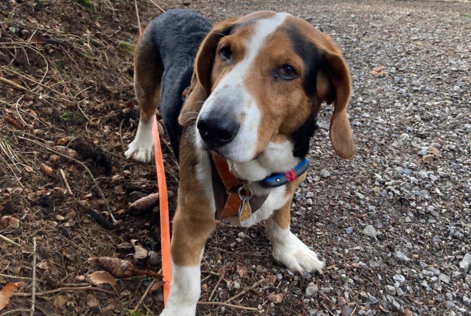 Verdwijningsalarm Hond  Mannetje , 9 jaar Chambley-Bussières Frankrijk