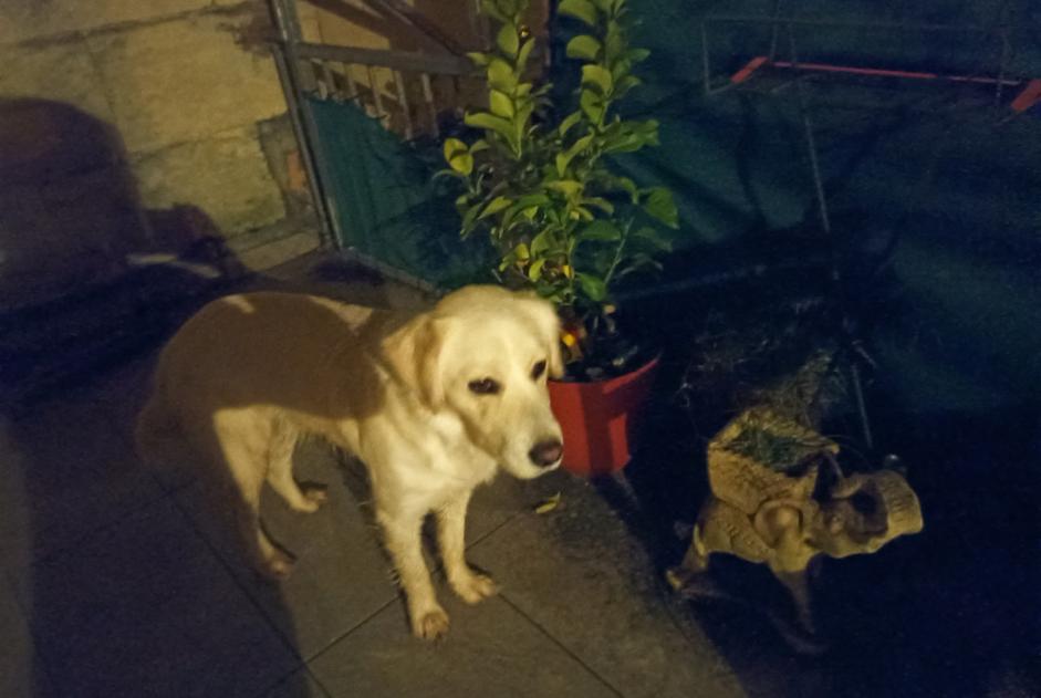 Ontdekkingsalarm Hond rassenvermenging  Mannetje Savignac-de-l'Isle Frankrijk