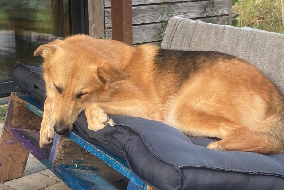 Verdwijningsalarm Hond rassenvermenging  Mannetje , 4 jaar Matane Frankrijk