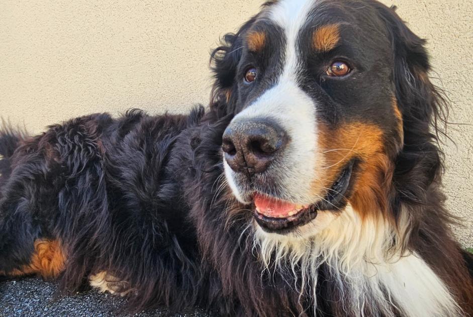 Verdwijningsalarm Hond  Mannetje , 8 jaar Sazos Frankrijk