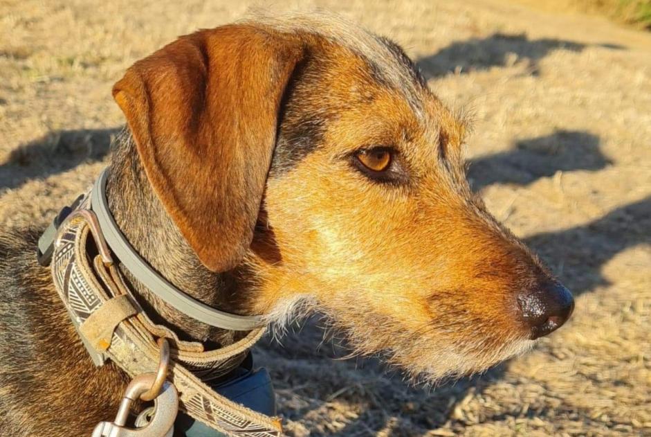 Alerta desaparecimento Cão cruzamento  Fêmea , 6 anos Stotzheim France