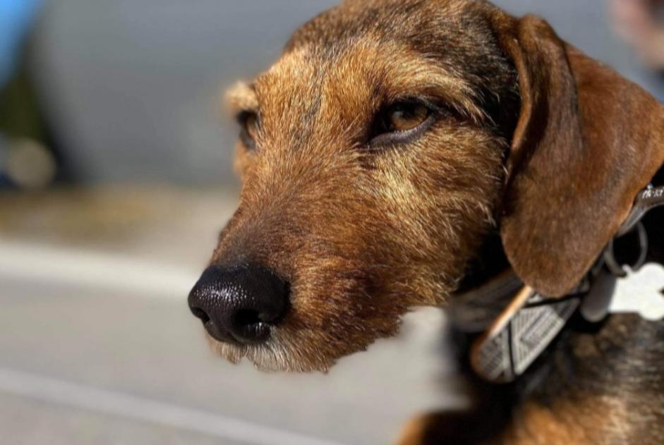 Alerta desaparecimento Cão cruzamento  Fêmea , 6 anos Stotzheim France