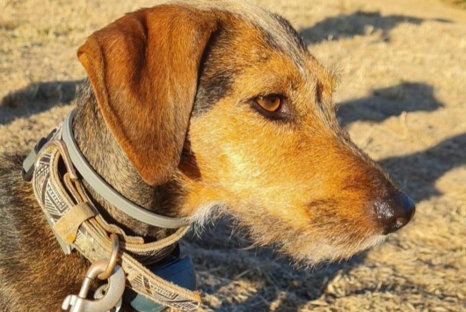 Alerta desaparecimento Cão cruzamento  Fêmea , 6 anos Stotzheim France