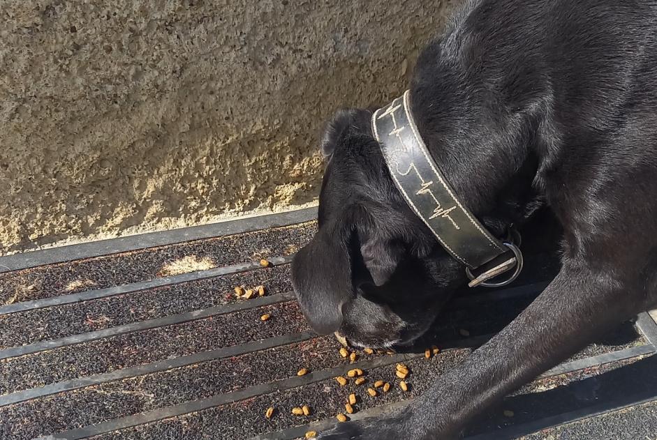 Alerta descoberta Cão Macho Boucagnères France