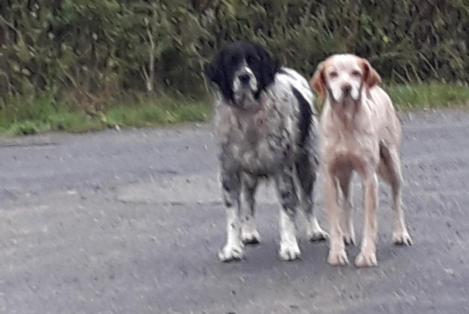 Alerta descoberta Cão   Desconhecido Marans France