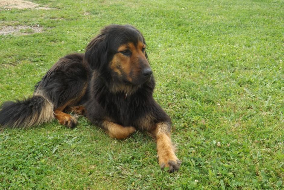 Alerta desaparecimento Cão cruzamento  Macho , 8 anos Saint-Léger-la-Montagne France