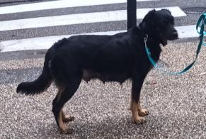 Alerta desaparecimento Cão cruzamento  Fêmea , 2 anos Nîmes France