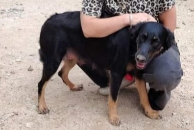 Alerta desaparecimento Cão cruzamento  Fêmea , 2 anos Nîmes France