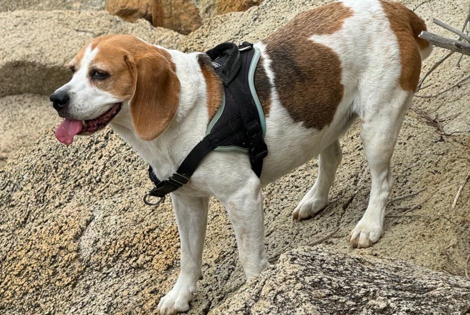 Alerta desaparecimento Cão cruzamento  Fêmea , 9 anos Sallanches France