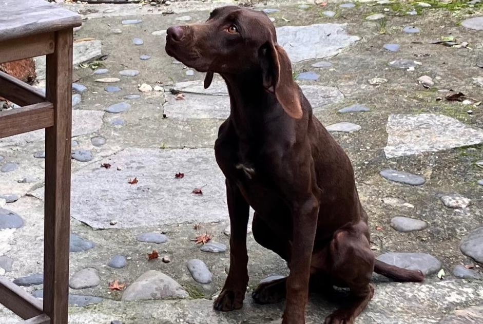 Alerta descoberta Cão  Macho , 1 ano Larressingle France