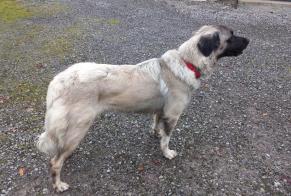 Alerta descoberta Cão cruzamento  Macho Lahontan France