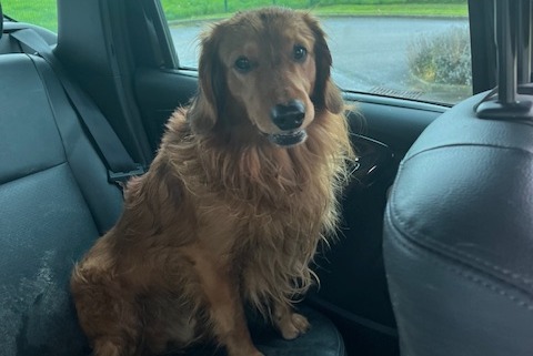 Alerta descoberta Cão Macho Sémelay France