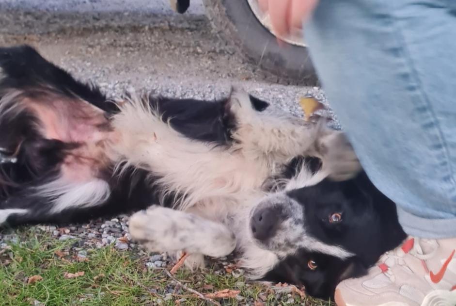 Alerta descoberta Cão  Macho , 2 anos Saint-Paul-de-Fenouillet France