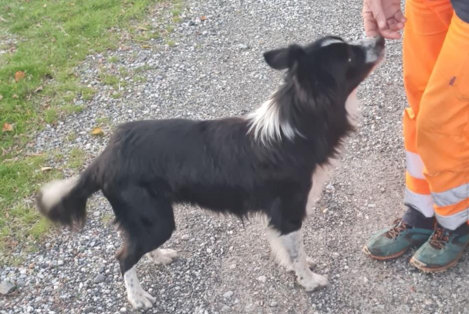 Alerta descoberta Cão  Macho , 2 anos Saint-Paul-de-Fenouillet France