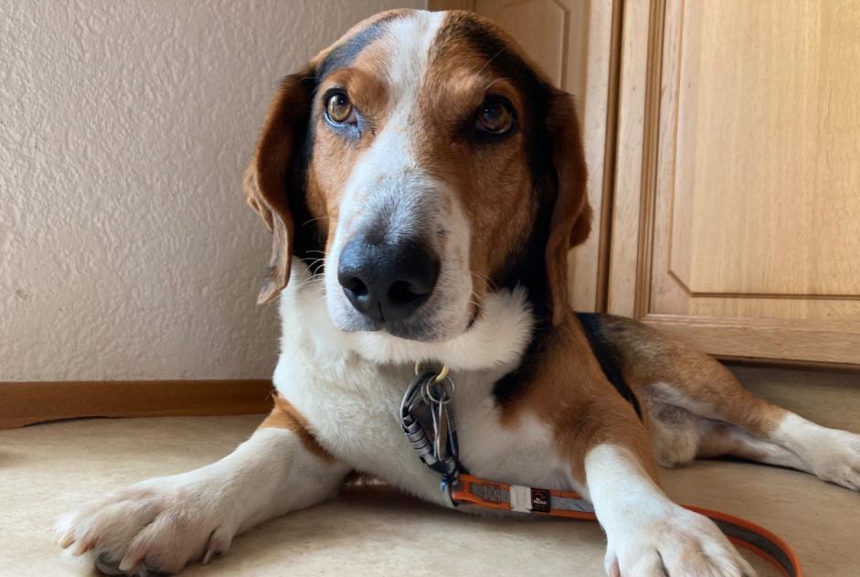 Alerta desaparecimento Cão  Macho , 9 anos Chambley-Bussières France